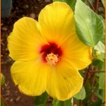 hibiscus-jaune